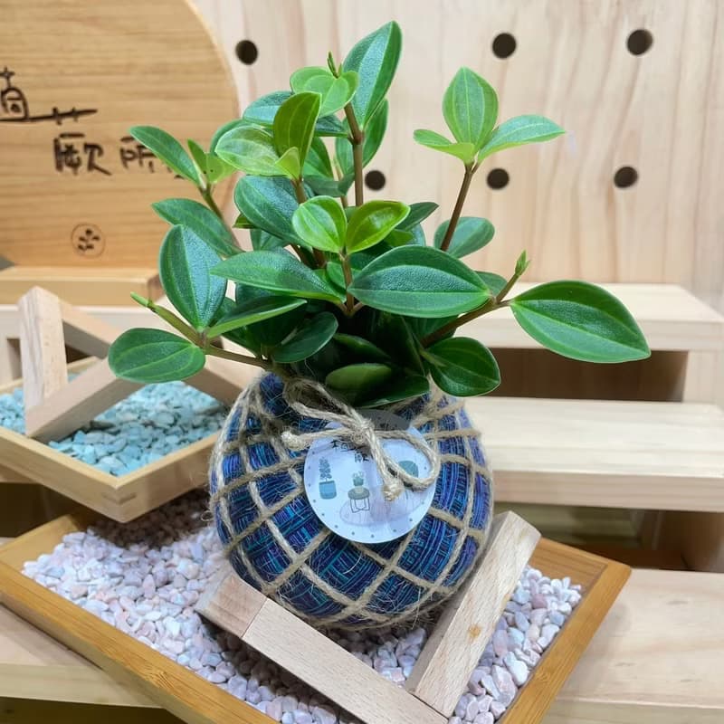 植蕨所在   翡翠椒草 水苔球 水苔球植物  室內擺設 居家擺設