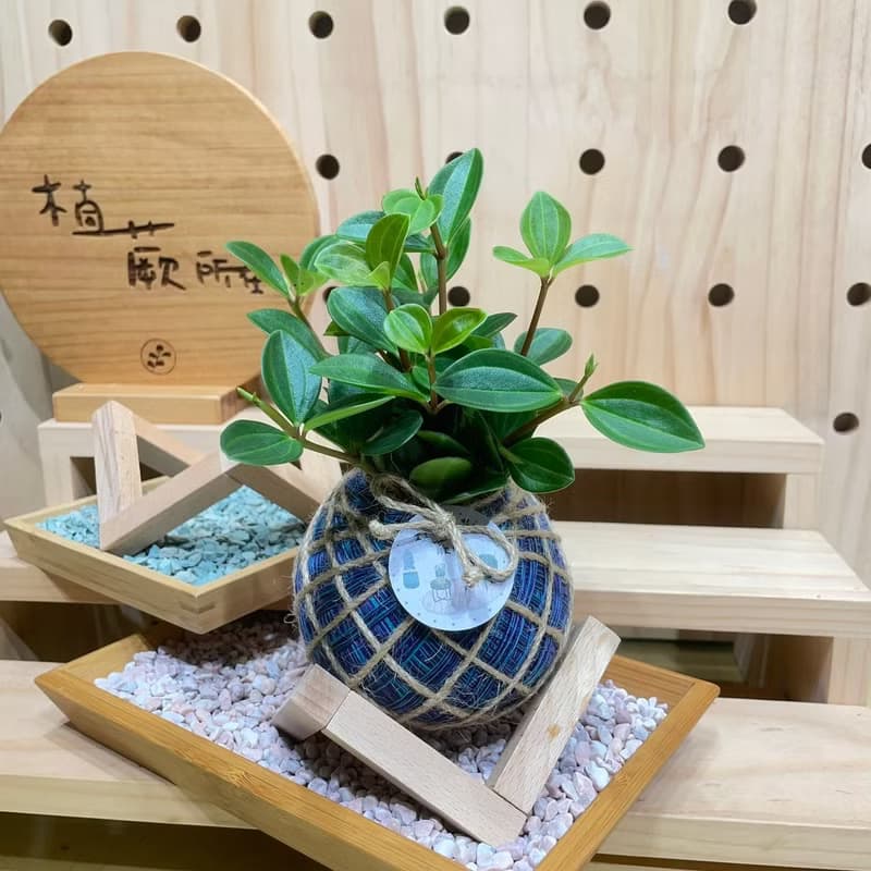 植蕨所在   翡翠椒草 水苔球 水苔球植物  室內擺設 居家擺設