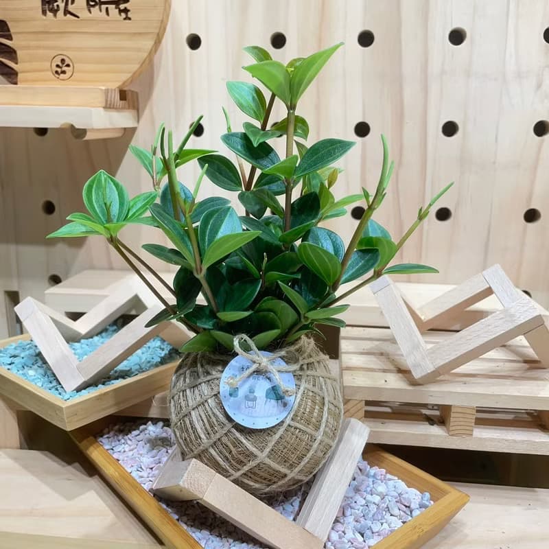 植蕨所在   翡翠椒草 水苔球 水苔球植物  室內擺設 居家擺設