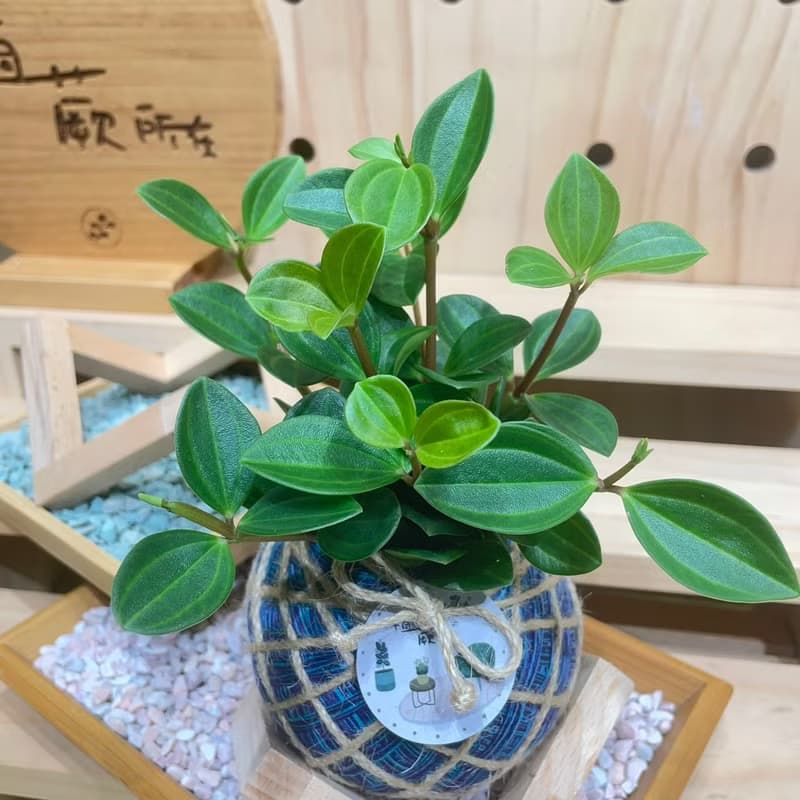 植蕨所在   翡翠椒草 水苔球 水苔球植物  室內擺設 居家擺設