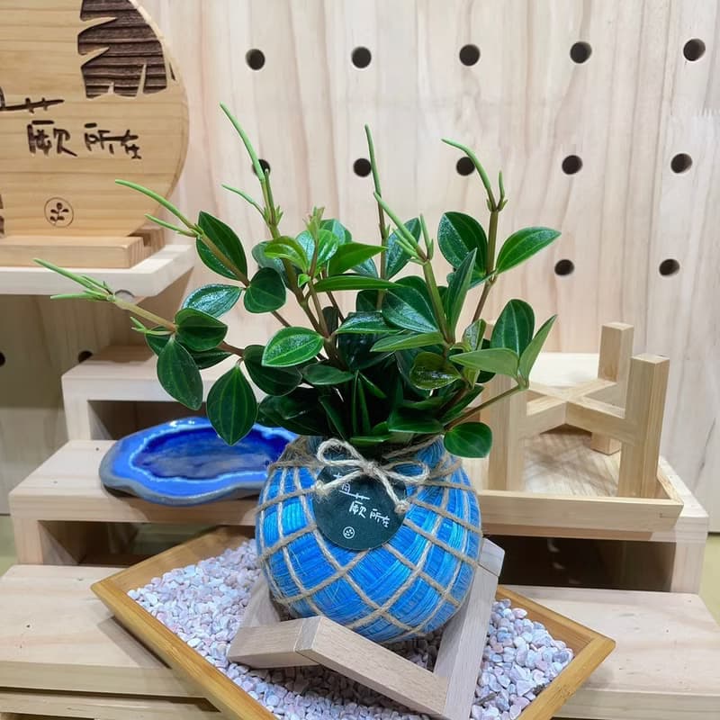 植蕨所在   翡翠椒草 水苔球 水苔球植物  室內擺設 居家擺設