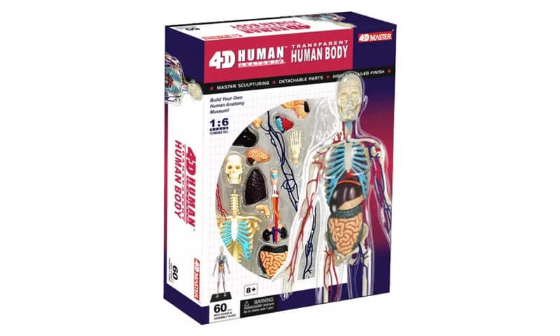 4D立體模型-4D透明人體解剖模型