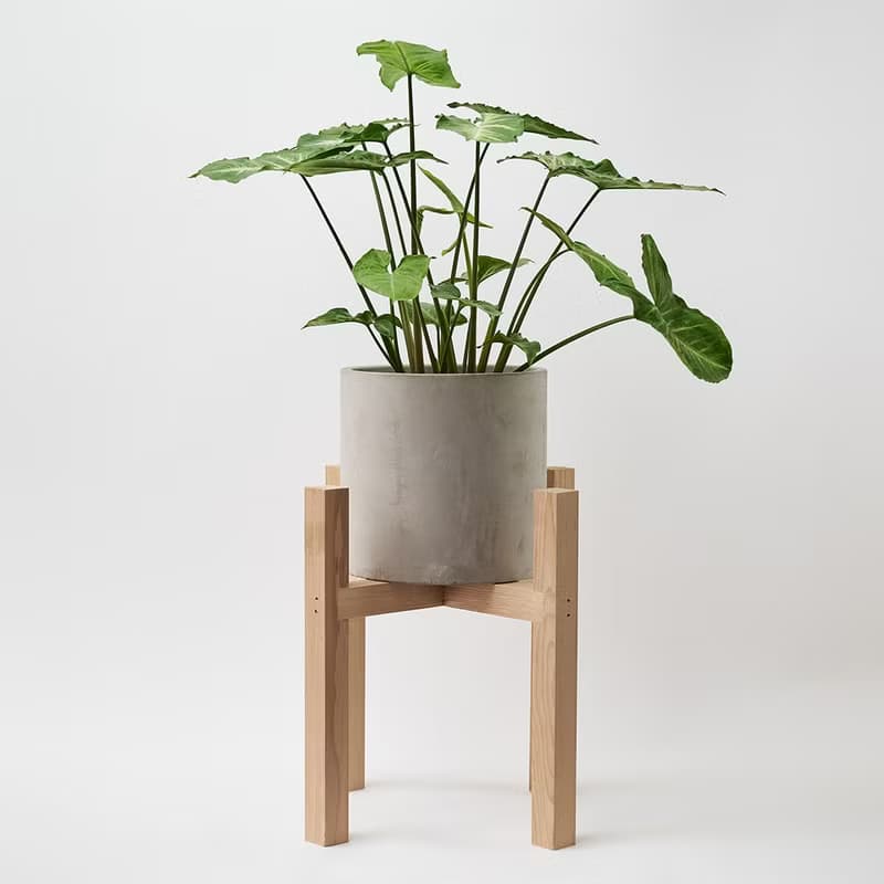 綠精靈合果芋 | 淨化空氣 耐陰 適合新手 觀葉植物