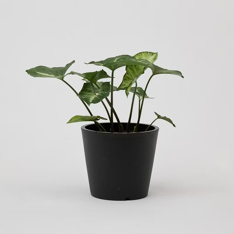 綠精靈合果芋 | 淨化空氣 耐陰 適合新手 觀葉植物