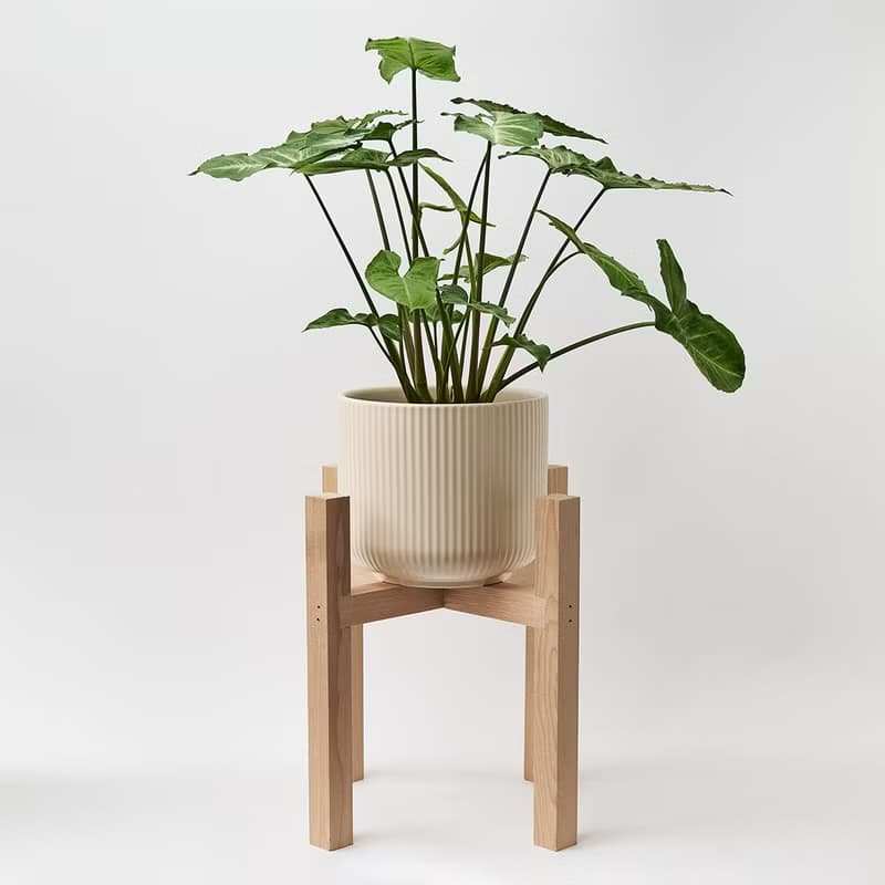 綠精靈合果芋 | 淨化空氣 耐陰 適合新手 觀葉植物