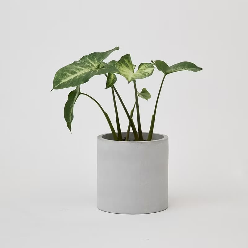 綠精靈合果芋 | 淨化空氣 耐陰 適合新手 觀葉植物