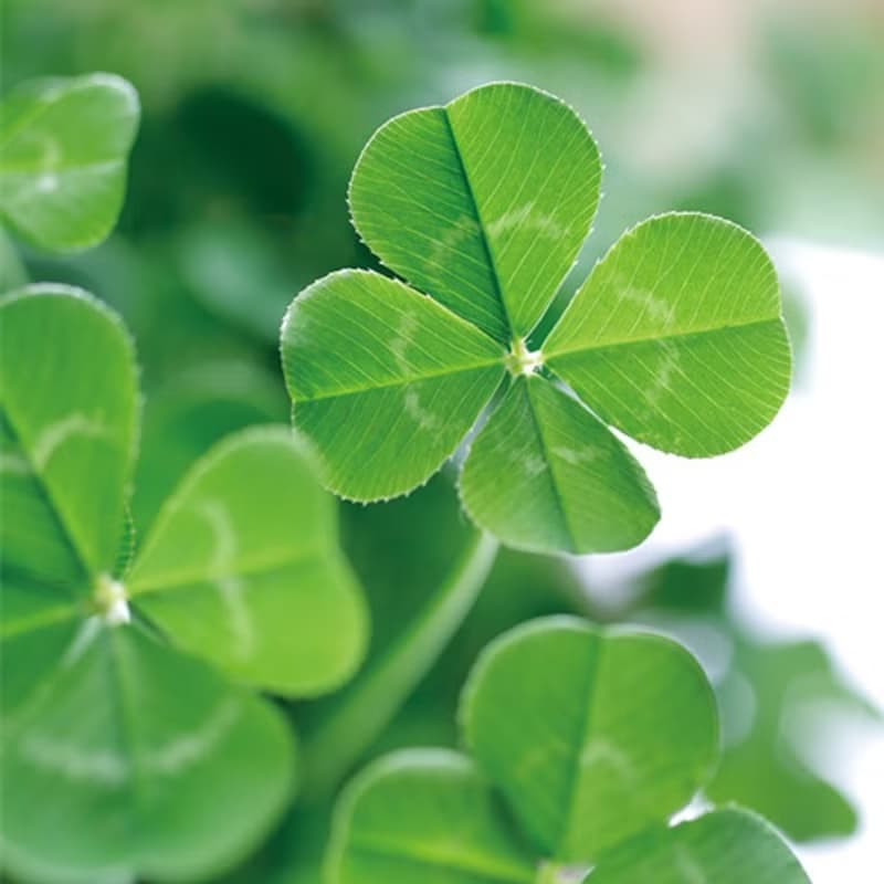 Rilakkuma拉拉熊家族 花園植栽盆器