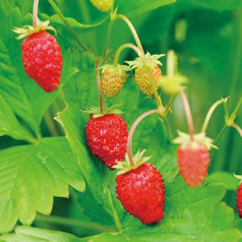 Rilakkuma拉拉熊家族 花園植栽盆器