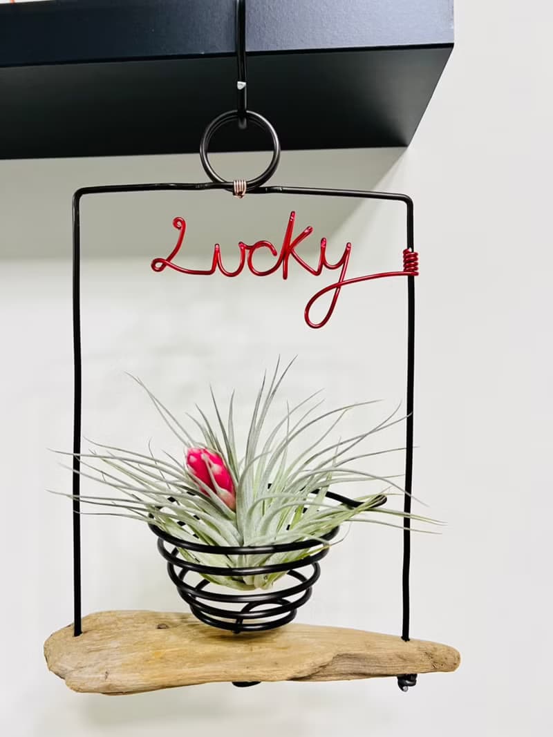 空氣鳳梨 棉花糖已開花 空間佈置 交換 畢業禮物(含植物)