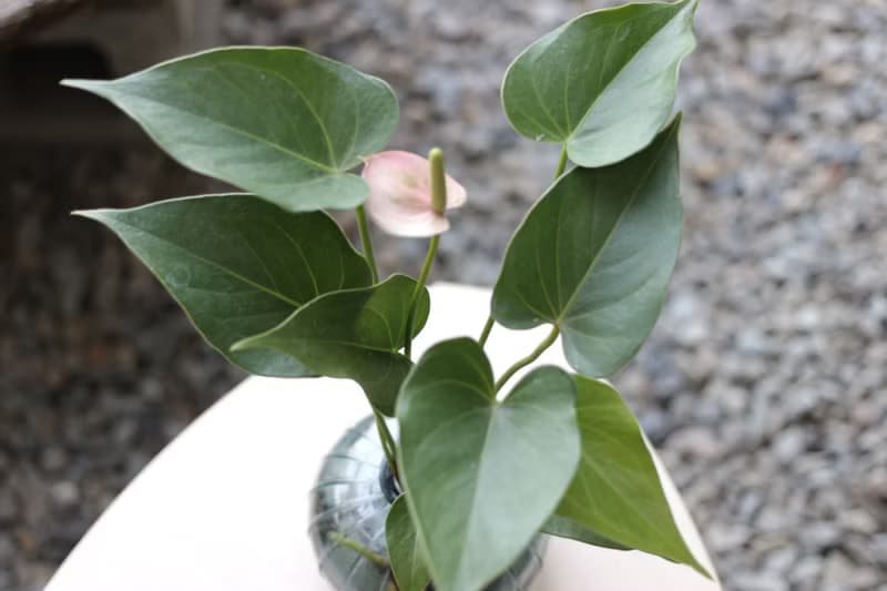 水培植栽│粉紅/紅火鶴花_室內植物 辦公室盆栽  店內布置  送禮