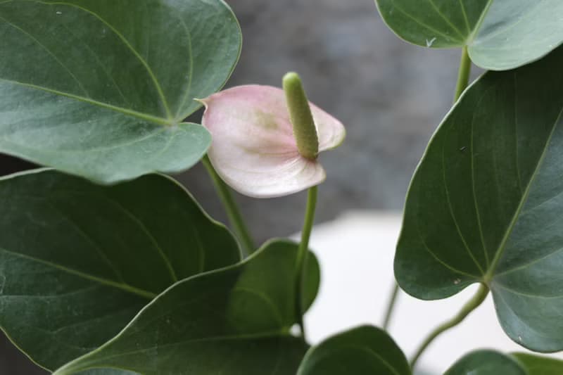 水培植栽│粉紅/紅火鶴花_室內植物 辦公室盆栽  店內布置  送禮