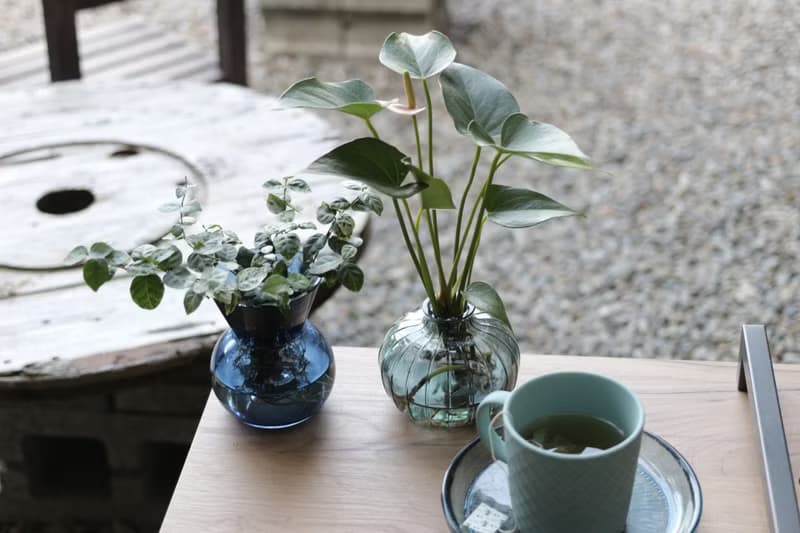 水培植栽│粉紅/紅火鶴花_室內植物 辦公室盆栽  店內布置  送禮