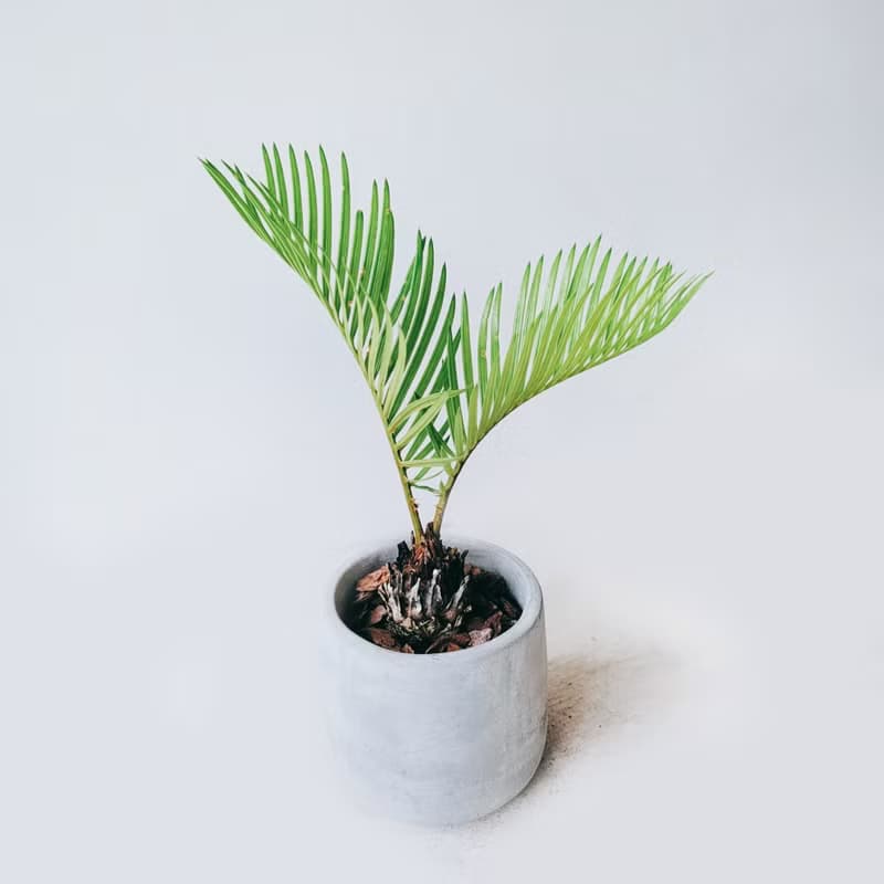 盆空間・蘇鐵 室內觀賞植物綠化盆栽植栽 青山盆/水泥盆 3吋-4.5