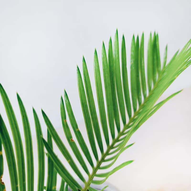 盆空間・蘇鐵 室內觀賞植物綠化盆栽植栽 青山盆/水泥盆 3吋-4.5