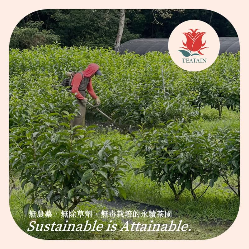 【立體茶包禮盒】魁花紅茶 25入│阿薩姆紅茶+台灣山茶的黃金比例
