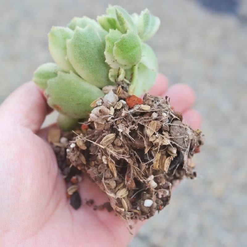 【荳荳多肉】【多肉仙人掌專用土】喬遷│送禮│多肉植物