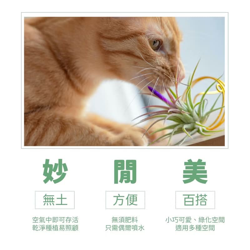 【生日禮物】空氣鳳梨 吸甲醛 無土 現貨 家居 房間裝飾 兒童節