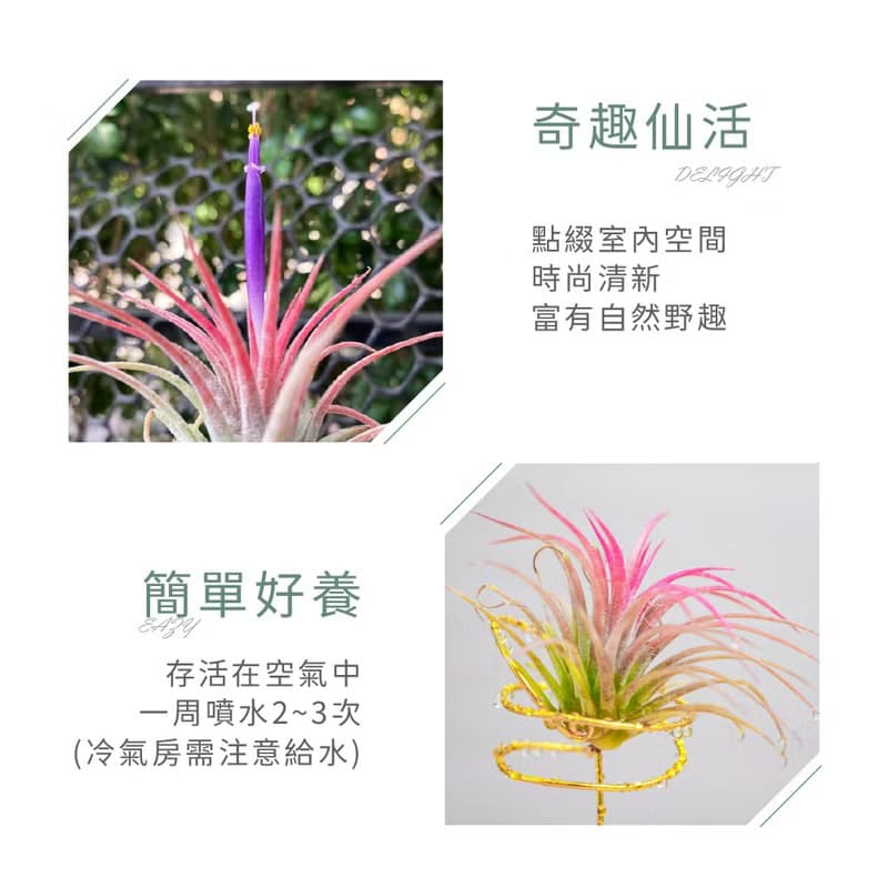 【生日禮物】空氣鳳梨 吸甲醛 無土 現貨 家居 房間裝飾 兒童節