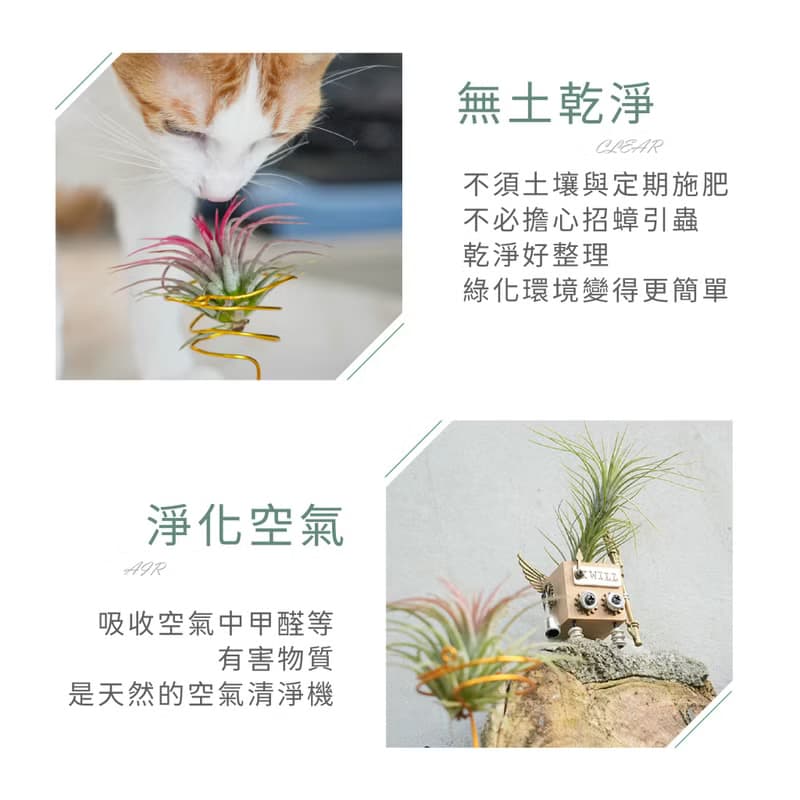 【生日禮物】空氣鳳梨 吸甲醛 無土 現貨 家居 房間裝飾 兒童節