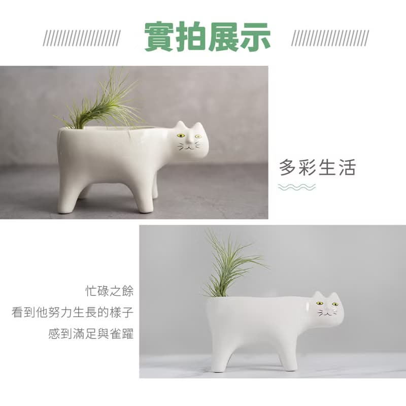 【生日禮物】空氣鳳梨 吸甲醛 無土 現貨 家居 房間裝飾 兒童節
