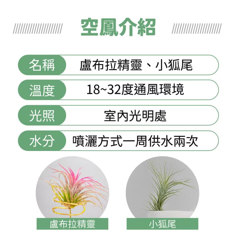 【生日禮物】空氣鳳梨 吸甲醛 無土 現貨 家居 房間裝飾 兒童節