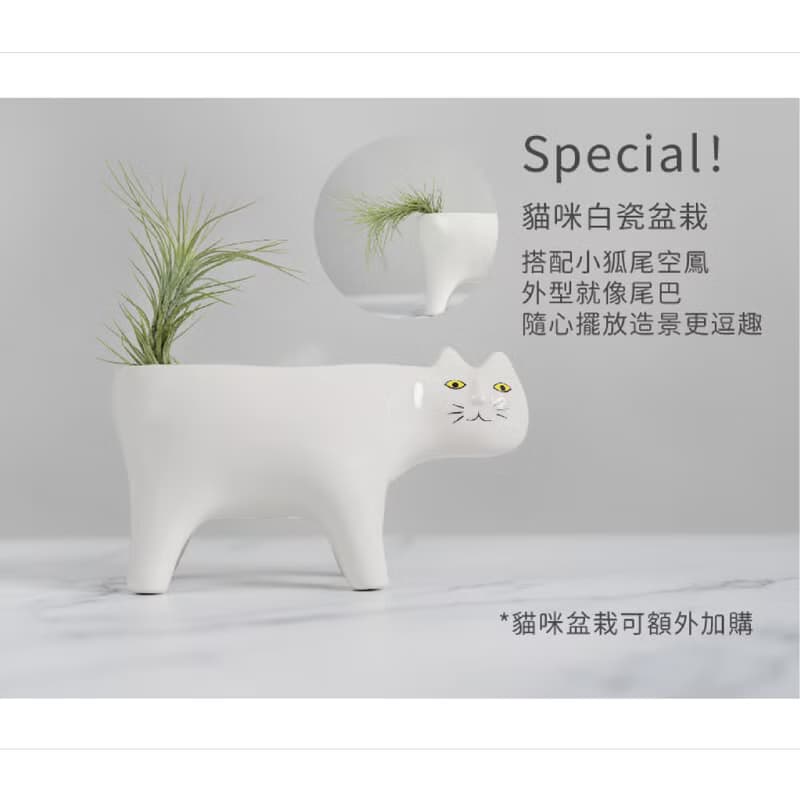 【生日禮物】空氣鳳梨 吸甲醛 無土 現貨 家居 房間裝飾 兒童節