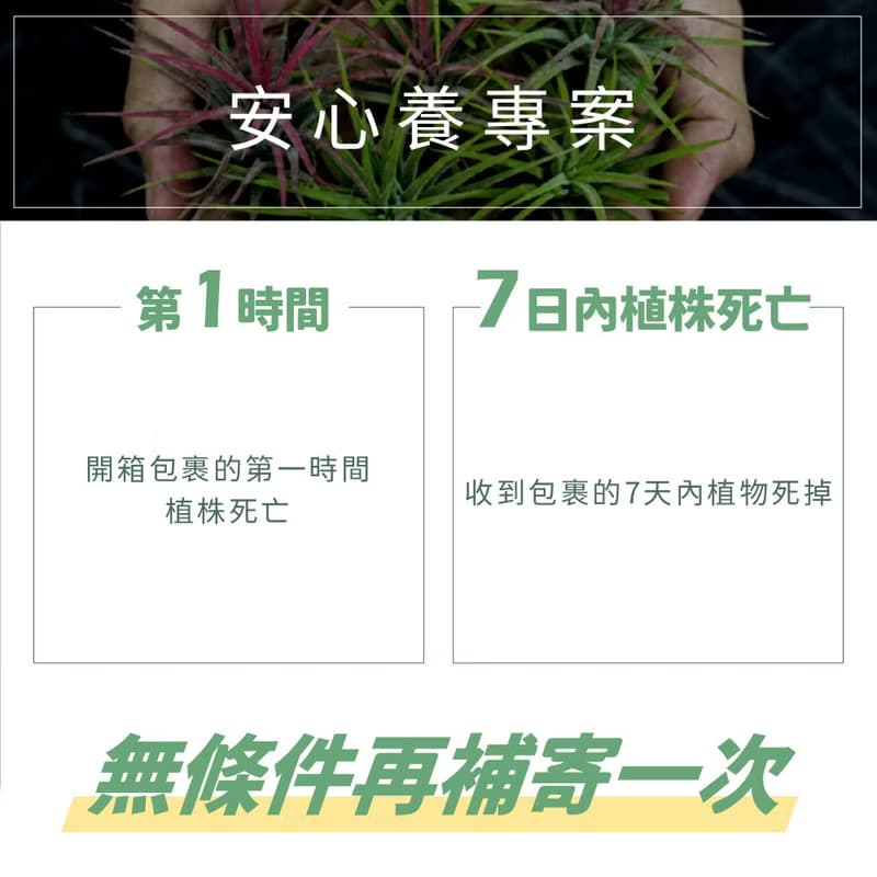 【生日禮物】空氣鳳梨 吸甲醛 無土 現貨 家居 房間裝飾 兒童節
