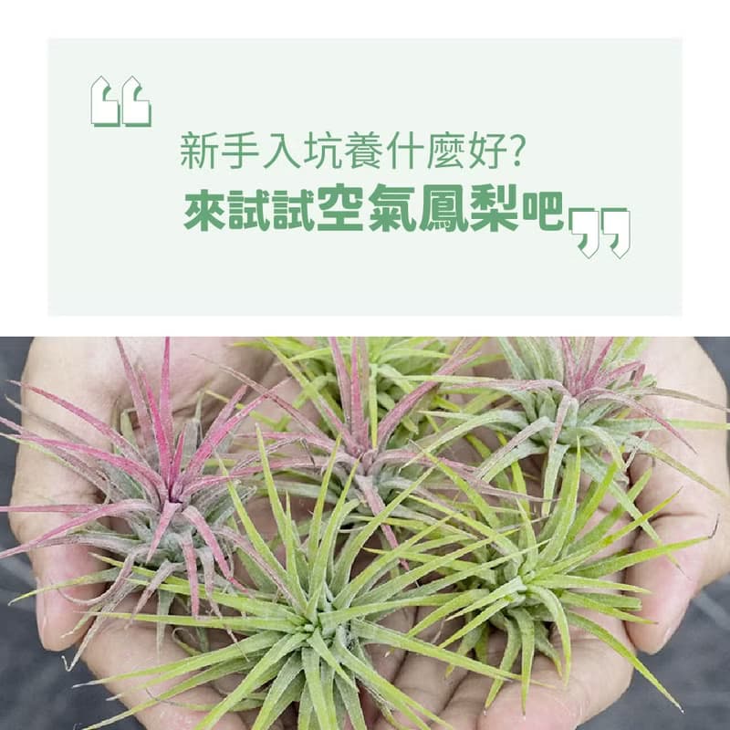 【生日禮物】空氣鳳梨 吸甲醛 無土 現貨 家居 房間裝飾 兒童節