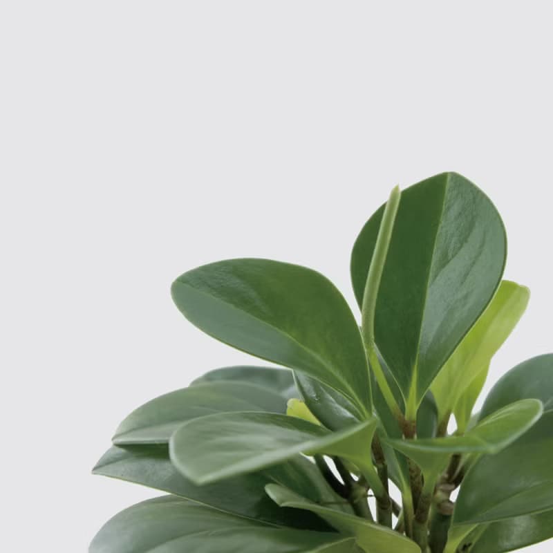 │ 方盆系列 │ 圓葉椒草 - 空氣淨化 招財 室內植物 水耕盆栽