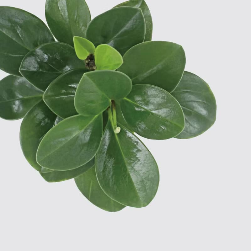 │ 方盆系列 │ 圓葉椒草 - 空氣淨化 招財 室內植物 水耕盆栽