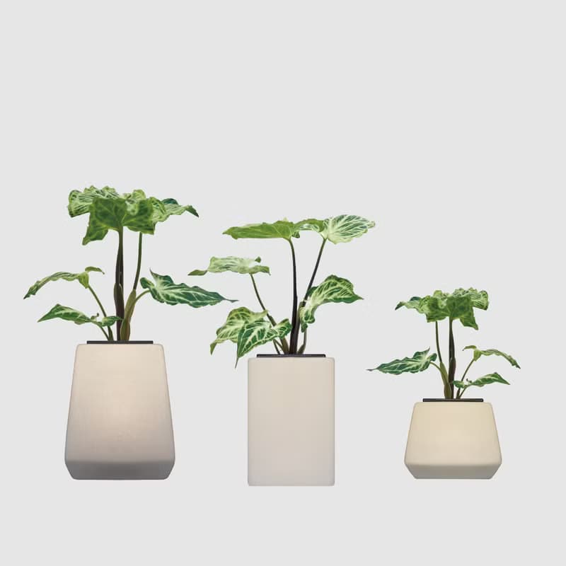 │ 方盆系列 │ 蠟染合果芋 - 水耕 空氣淨化 陶瓷 無土盆栽