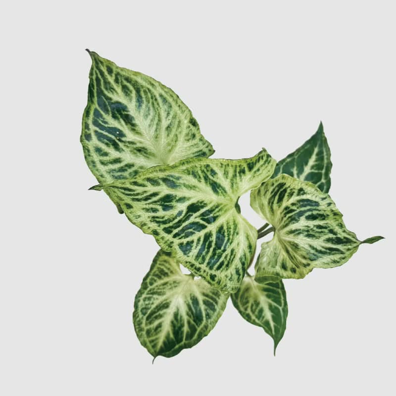 │ 方盆系列 │ 蠟染合果芋 - 水耕 空氣淨化 陶瓷 無土盆栽