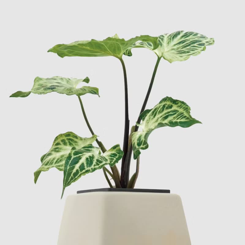 │ 方盆系列 │ 蠟染合果芋 - 水耕 空氣淨化 陶瓷 無土盆栽