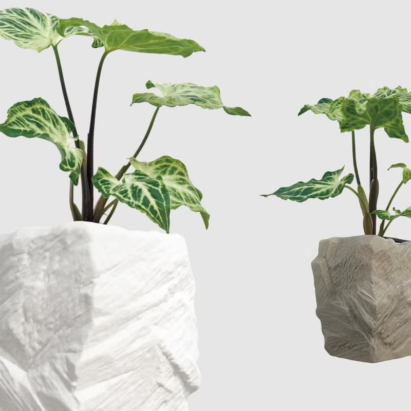 │ 方盆系列 │ 蠟染合果芋 - 水耕 空氣淨化 陶瓷 無土盆栽