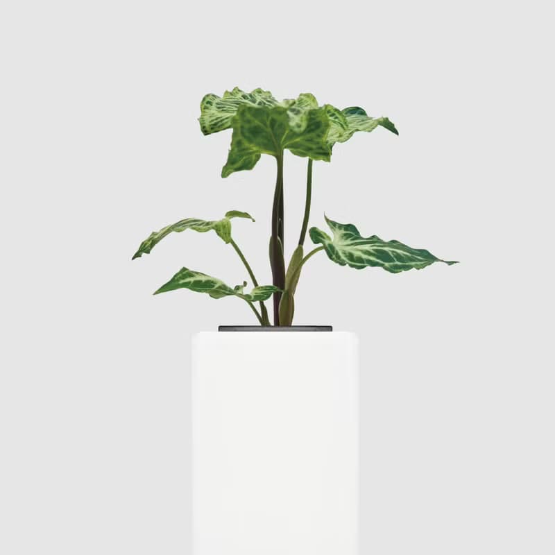 │ 方盆系列 │ 蠟染合果芋 - 水耕 空氣淨化 陶瓷 無土盆栽