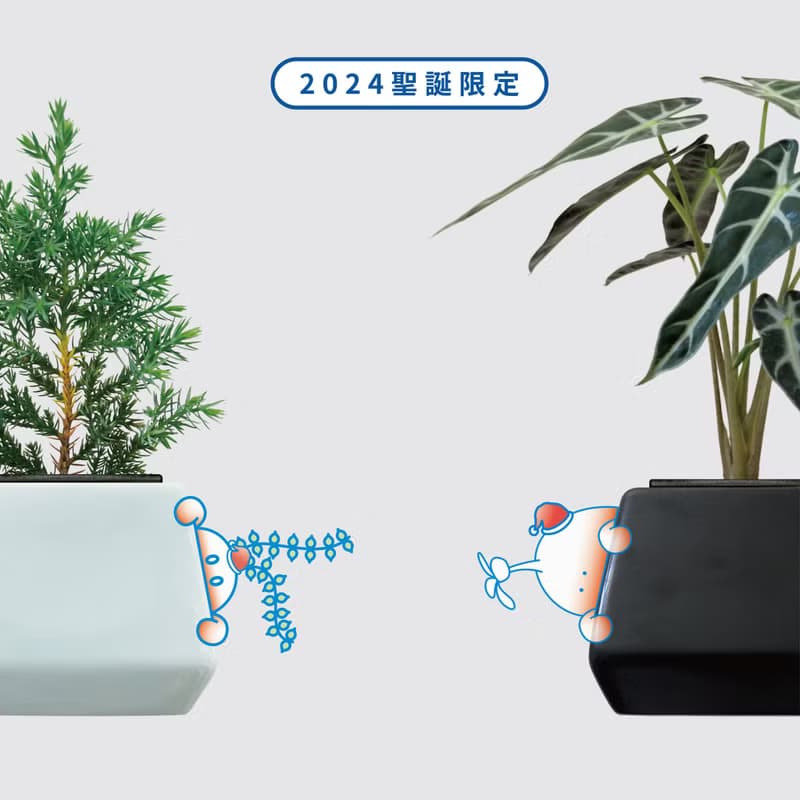 │ 方盆系列 │ 蠟染合果芋 - 水耕 空氣淨化 陶瓷 無土盆栽