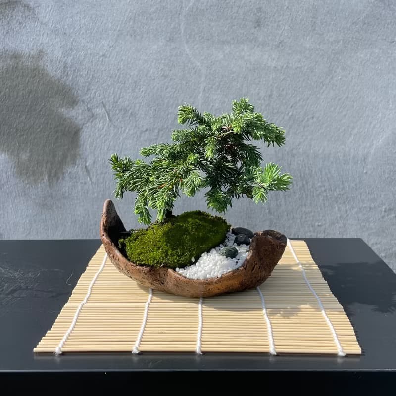 小品盆栽-日式庭院松組合17 送禮 開幕