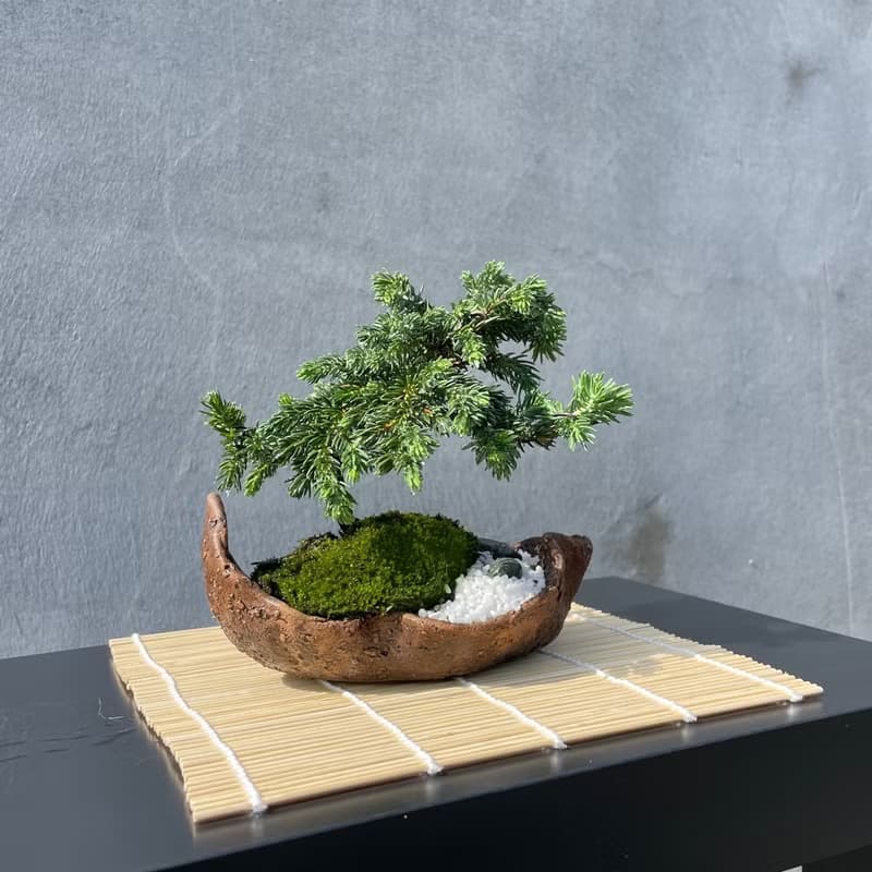 小品盆栽-日式庭院松組合17 送禮 開幕