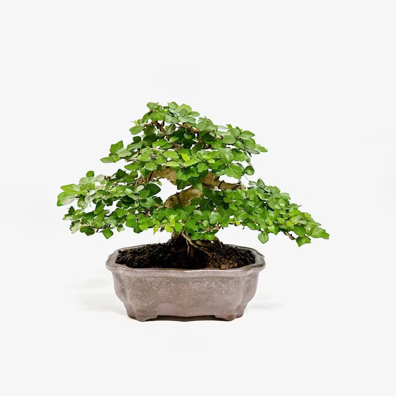 小品盆栽・齒葉壽娘子・麝香楓