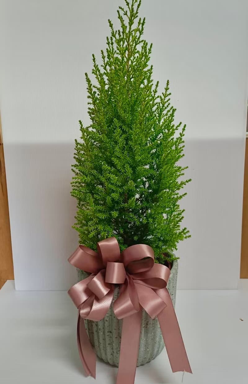 【聖誕禮物】簡約桌上型聖誕樹 送禮自用擺設