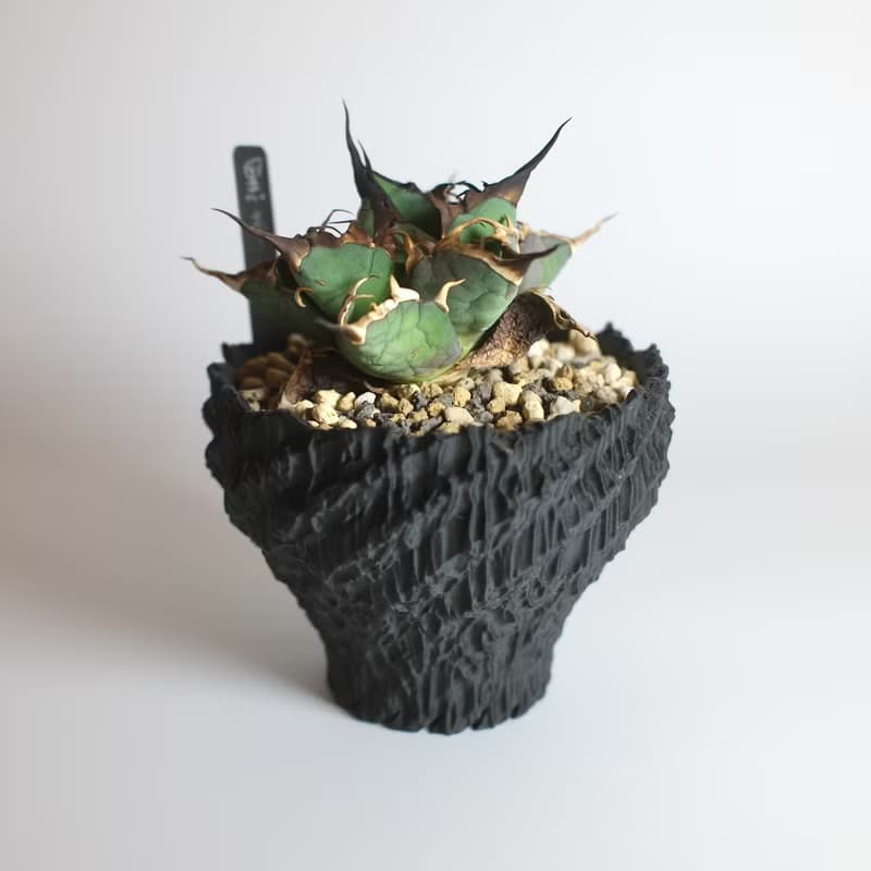 CBP002植木鉢 原創設計/3D列印/多肉塊根植物/盆器盆栽/送禮