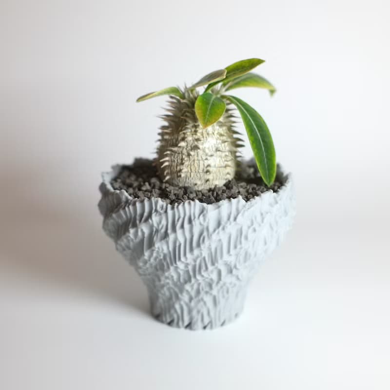 CBP002植木鉢 原創設計/3D列印/多肉塊根植物/盆器盆栽/送禮