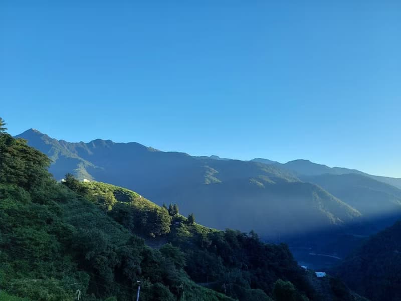 台灣梨山清香型烏龍茶  新佳陽茶區  自然農法 自家茶園