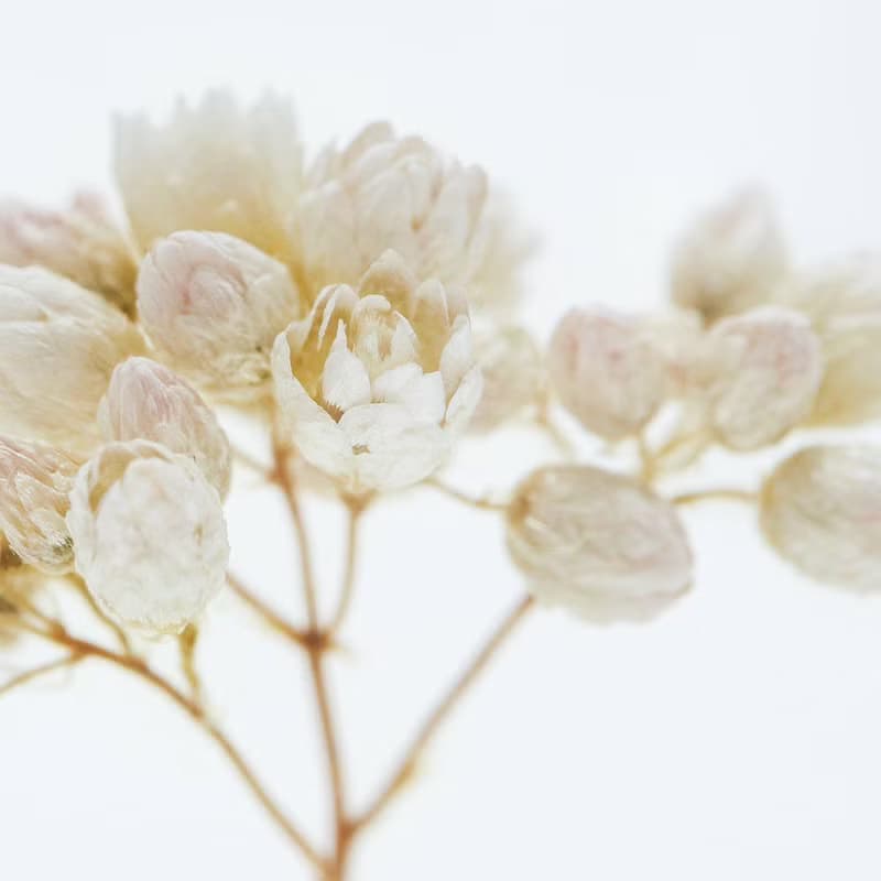 Sola cube 米香花立方塊_生活充實的每一天