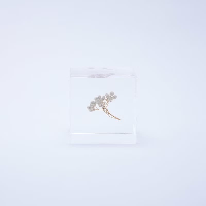 Sola cube 米香花立方塊_生活充實的每一天