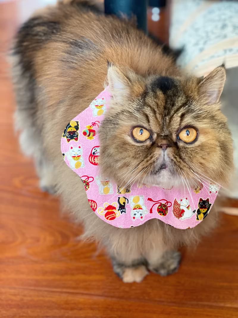 粉紅招財貓咪花形口水肩 四合扣款