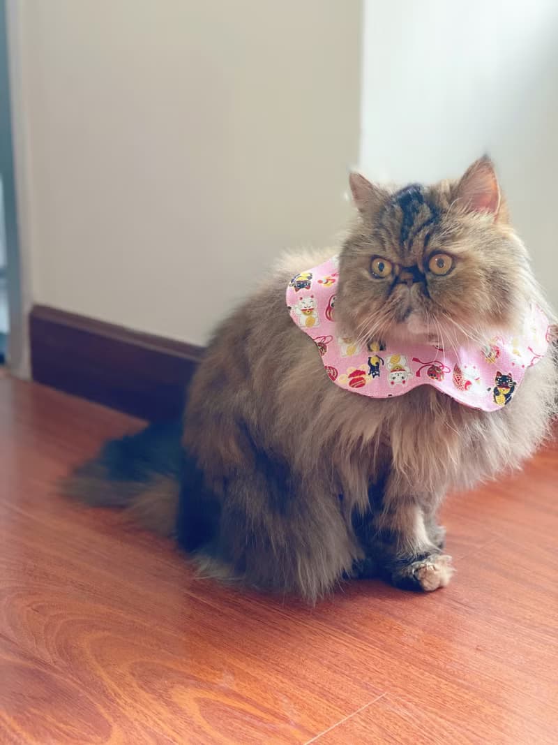 粉紅招財貓咪花形口水肩 四合扣款