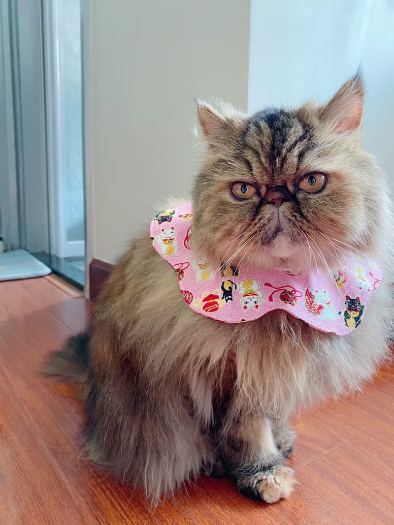 粉紅招財貓咪花形口水肩 四合扣款