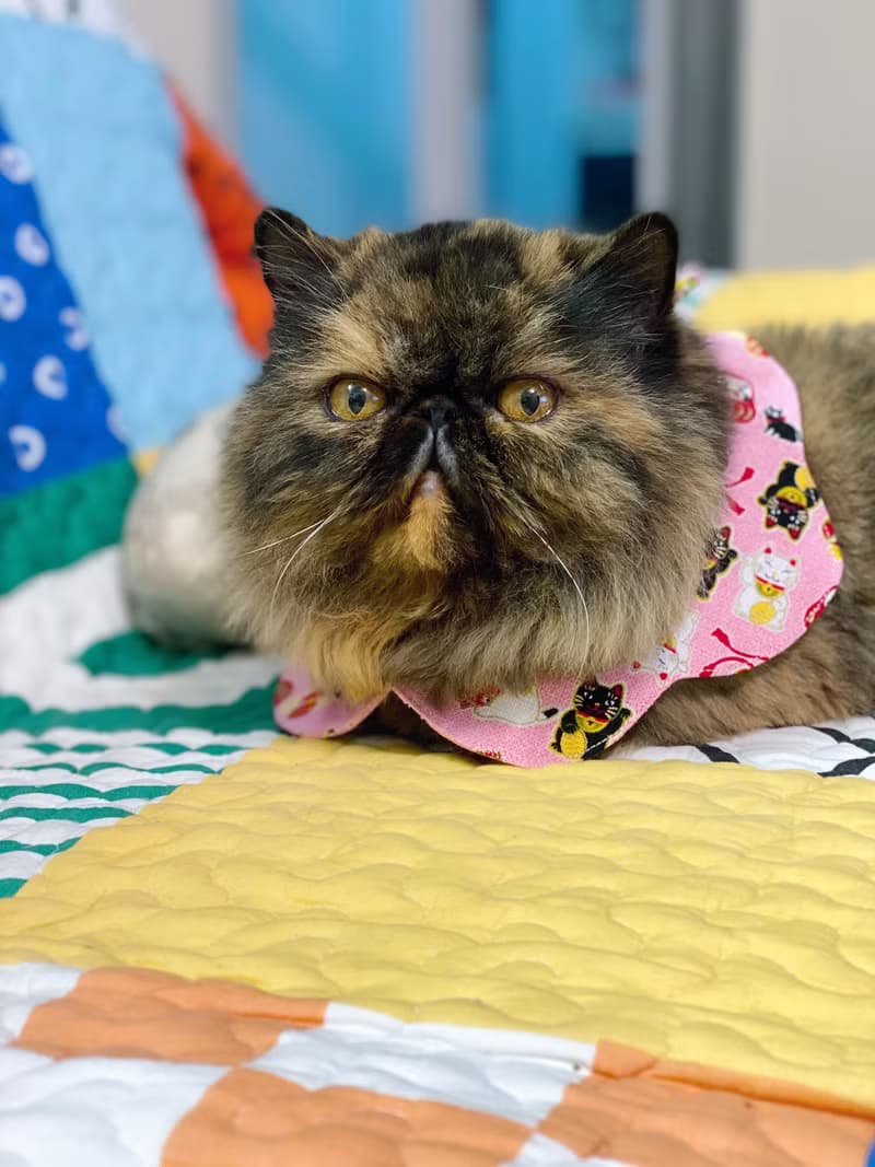 粉紅招財貓咪花形口水肩 四合扣款