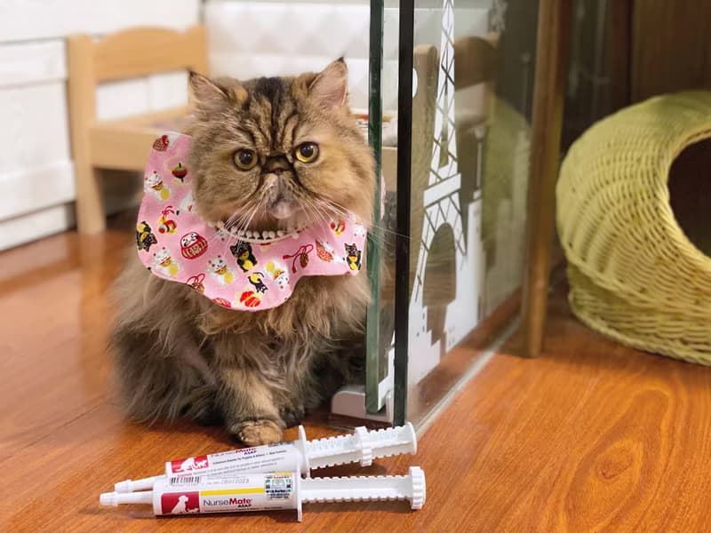 粉紅招財貓咪花形口水肩 四合扣款